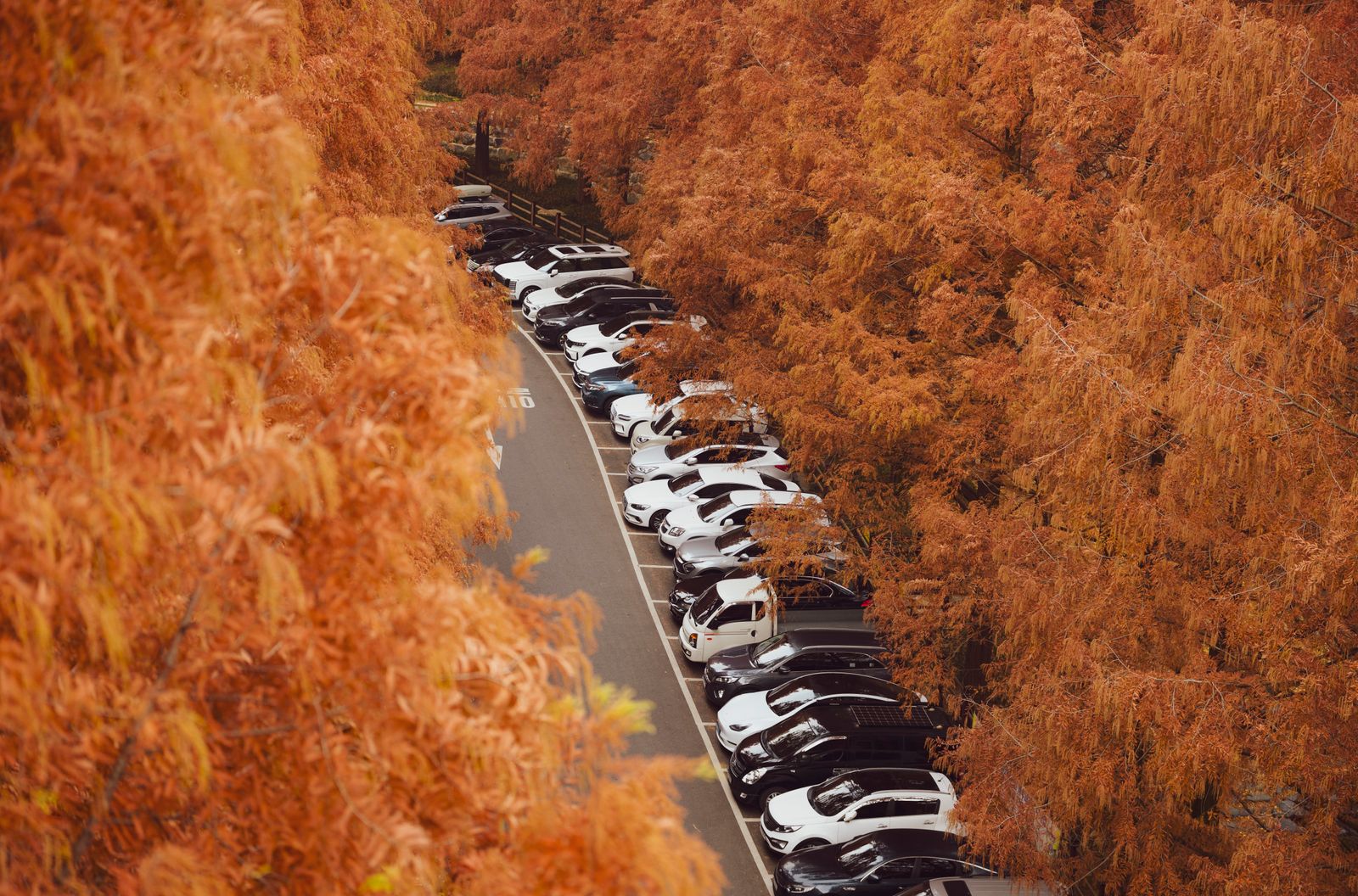 Ready line: cars staged the evening before